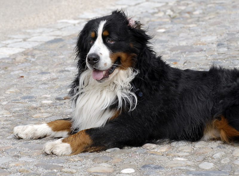 1++++Anton Ruhpolding_DDB4647 Kopie.jpg